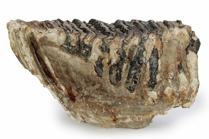 Fossil Woolly Mammoth Lower M Molar - North Sea Deposits #357039